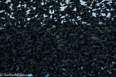 Starling Murmuration