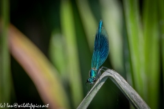 Blue Damselfly on Reed Front View