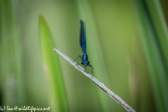 Blue Damselfly on Reed Front View