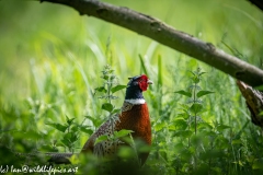 Pheasant in Field Side View