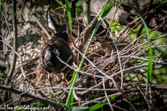 Moorhen Nest with Chicks