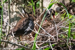 Moorhen Nest with Chicks