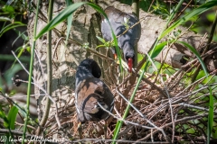 Moorhen Nest with Chicks