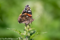 Painted Lady Butterfly Wings Closed Side View