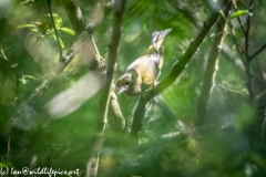 Greenfinch on Branch Front View