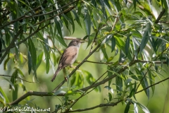 Male Whitethroat on Branch Side View