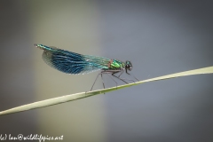 Blue Green Damselfly on Reed Side View