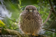 Young Kestrel Chick on Branch Front View