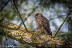 Young Kestrel on Branch Side View