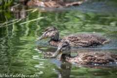 Young Ducklings on Water Side View