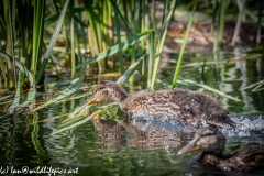 Young Ducklings on Water Side View