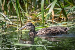 Young Ducklings on Water Side View