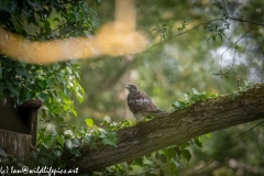 Young Kestrel Chick on Branch Side View