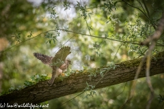 Young Kestrel Chick on Branch Back View