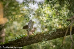 Young Kestrel Chick on Branch Back View