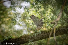 Young Kestrel Chick on Branch Side View