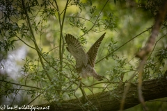 Young Kestrel Chick on Branch Side View