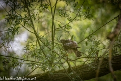 Young Kestrel Chick on Branch Side View