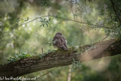 Young Kestrel Chick on Branch Back View