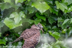 Young Kestrel Chick on Ivy Side View