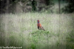 Pheasant in Field Front View