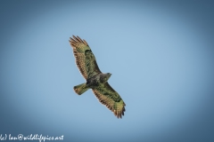 Buzzard in Flight