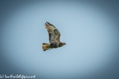 Buzzard in Flight