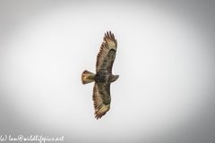 Buzzard in Flight