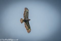 Buzzard in Flight