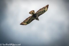 Buzzard in Flight