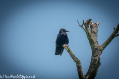 Carrion Crow on Branch Front View