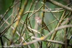 Sedge Warbler on Branch Side View