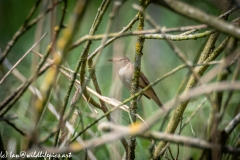 Sedge Warbler on Branch Side View