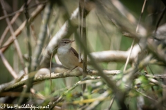 Sedge Warbler on Branch Side View