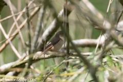 Sedge Warbler on Branch Side View