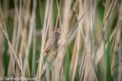 Sedge Warbler on Reed Side View