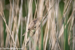 Sedge Warbler on Reed Side View