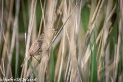 Sedge Warbler on Reed Side View