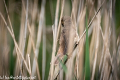 Sedge Warbler on Reed Side View