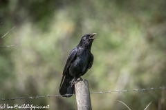 Carrion Crow on Post Front View