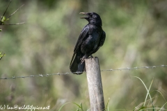 Carrion Crow on Post Front View