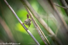 Wren on Branch Front View