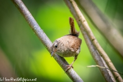 Wren on Branch Front View