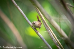 Wren on Branch Front View