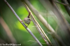 Wren on Branch Front View