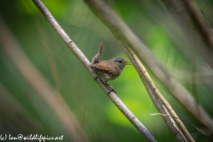 Wren on Branch Back View