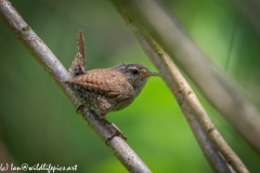 Wren on Branch Back View