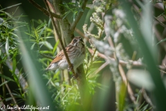 Female Reed Bunting on Branch Side View