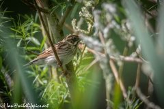 Female Reed Bunting on Branch Side View