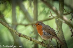 Robin on Branch with Grubs in Beak Side View